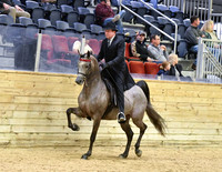 131 PB Country English Pleasure Junior Horse