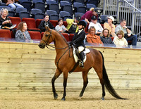 120 Walk Trot 11 & over