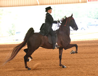 91. ASB Three-Gaited Park, Adult Am./Jr. Exh. Champ