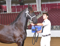 Yearling for Premie 206