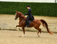 123 PB English Pleasure Junior Horse