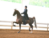 28. ASB Three-Gaited English Show Pleasure, Limit Rider