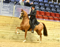 139 HA/AA Park Horse Open