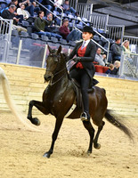 130 HA/AA English Pleasure JTR