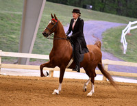20. ASB Five-Gaited English Show Pleasure, Adult Am.