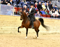 67 PB Country English Pleasure AAOTR