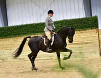 125 HA/AA Hunter Pleasure Junior Horse