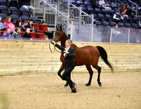5 PB Gelding In-Hand 2 & Over - ATH