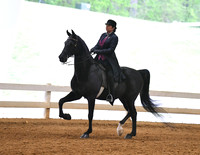 12. ASB Natural English Country Pleasure, Adult Am./Jr. Exh.