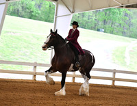 8. English Pleasure W/T, Open (Any Breed)