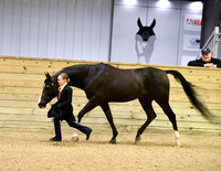 49 Halter Showmanship JTH