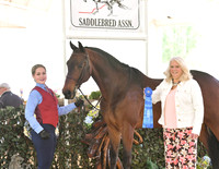 60. ASHBA ASB Showmanship at Halter, Jr. Exh.