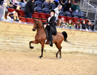 22 Saddle Seat Equitation JTR 13 & Under