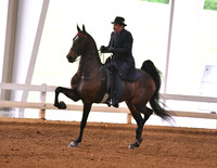 50. ASB Three-Gaited, Junior/Limit Horse Stake