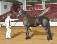 Gelding for Premie 205
