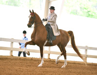 1 A ASB English Pleasure  W/T adult Amt. Jr Exh