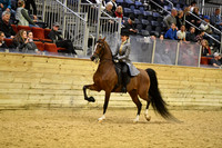 82 HA/AA Country English Pleasure JTR