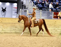 11 HA/AA Western Pleasure AAOTR