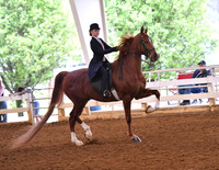 49. English Pleasure Pony Champ. (14.2 & Under) (Any Breed)