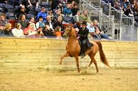 74 HA/AA Country English Pleasure Junior Horse