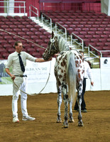 18 Denitron Bliss