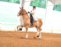 99. English Pleasure W/T, Open Champ. (Any Breed)