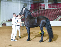 3 yr old Maare for Studbook 189 190 191 192 193 194