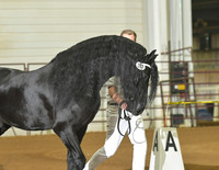 Foalbook Stallions for Star 207 208 209