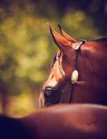 Athala Arabians; Digital Image Ready for Download.