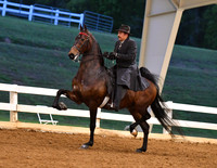 102. ASB Three-Gaited Park, Open Champ