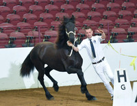 1 & 2 Year old Mares 175 176 177 178 214