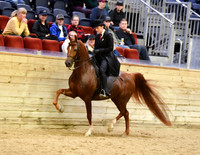 37 HA/AA English Pleasure Junior Horse