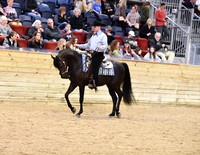 15 PB Western Pleasure Junior Horse