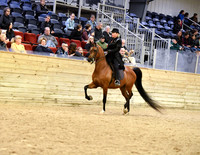 14 PB Country English Pleasure AATR 19-39