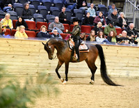 13 A Arabian Western Pleasure Mares 7 Geldings