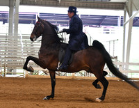 10. ASB Three-Gaited Park, Open