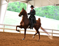 95. ASB Three-Gaited Park Pleasure, Open Champ