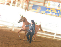 071 Through 076 In Hand Classes