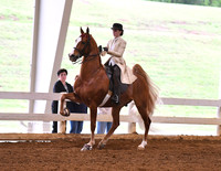 55. ASB Five-Gaited, Jr. Exh.
