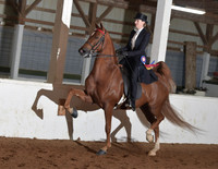 124 ASB Three Gaited Park Open Stake