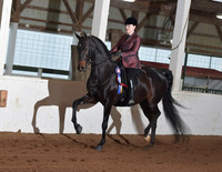 106 ASB Hunter Country Pleasure Adult JR Stake