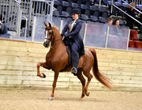 51 A HA/AA Country English Pleasure JTR 14 & Under
