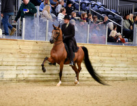29 PB Country English Pleasure Open