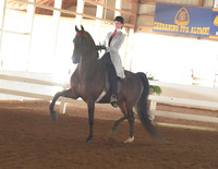 007 ASB Three Gaited Country Pleasure  Adult