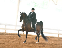 3. ASB Hunter Country Pleasure, Adult Am./Jr. Exh.