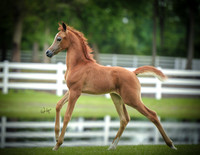 Adandy Farm: Digital Image Ready for Download