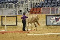 418 Arabian In Hand Western Trail Open