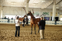 7 Arabian Geldings in Hand Open