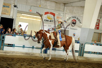 33 Walk/Trot Western Pleasure + 10 and under