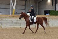 661 Arabian Sport Horse Show Hack Open